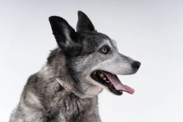 Bir Avustralya Çoban Köpeği Yan Portresi — Stok fotoğraf