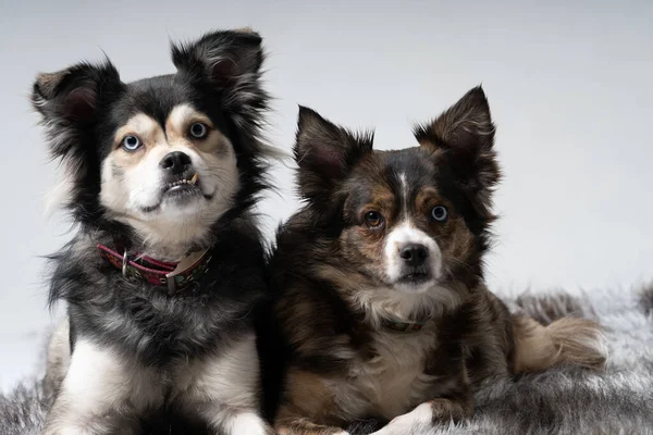 Due Cani Lupo Americani Guardando Macchina Fotografica — Foto Stock