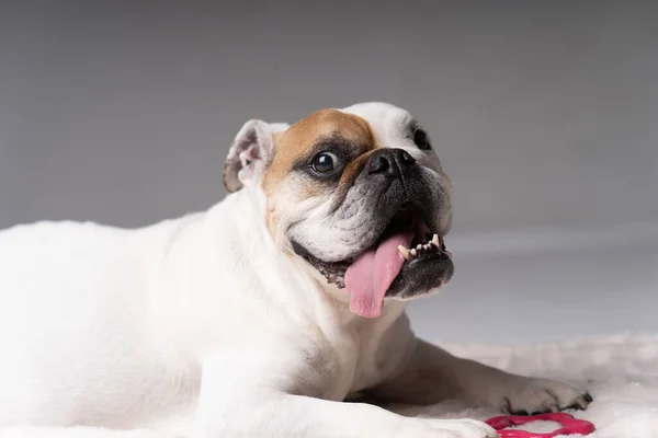 Vit Och Ljusbrun Amerikansk Bulldogg Ser Dum — Stockfoto