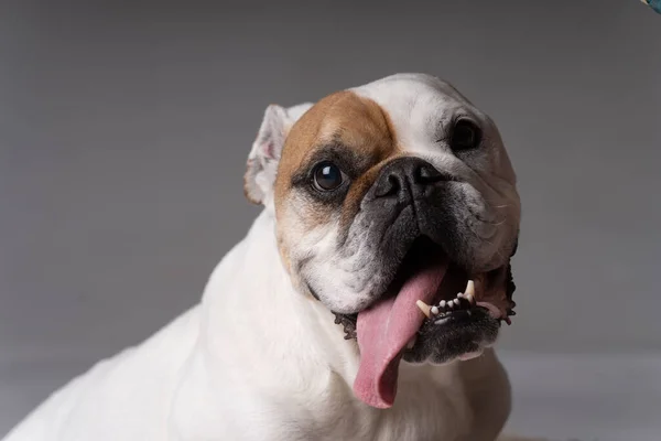 White Lightbrown American Bulldog Looking Funny — Stok Foto