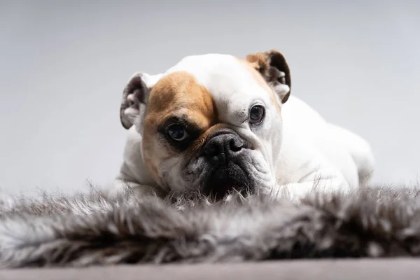 White Lightbrown American Bulldog Lying Frontal View — Stok Foto
