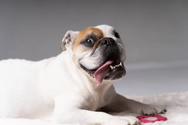 Beyaz Açık Kahverengi Dilli Amerikan Bulldog — Stok fotoğraf