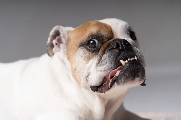 White Lightbrown American Bulldog Looking Ugly — Stok Foto