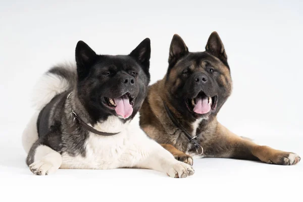 Two Akita Both Lying Paying Attention — Stock Photo, Image