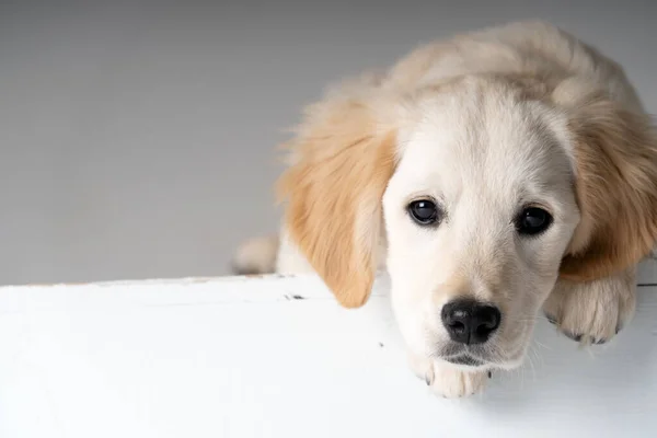 Anjing Labrador Hampir Putih Tergantung Atas Bantal — Stok Foto