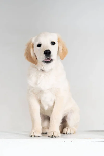 Bijna Witte Labrador Puppy Zit Vooraanzicht — Stockfoto