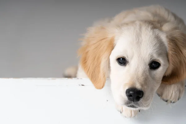 Cachorro Labrador Quase Branco Olhando Sobre Uma Borda — Fotografia de Stock