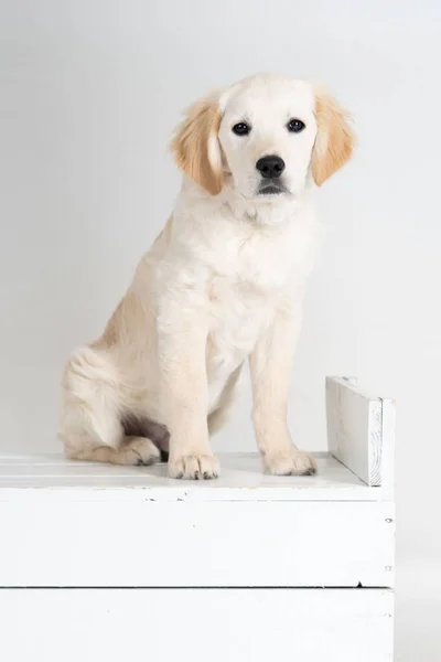 Prawie Biały Szczeniak Labrador Siedzi — Zdjęcie stockowe