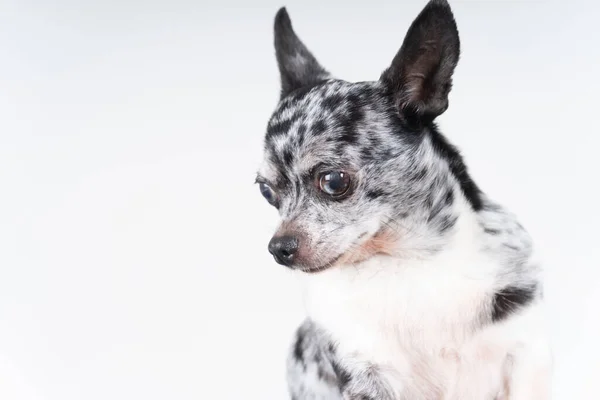 Kropkowany Niebieski Merle Chihuahua Portret — Zdjęcie stockowe