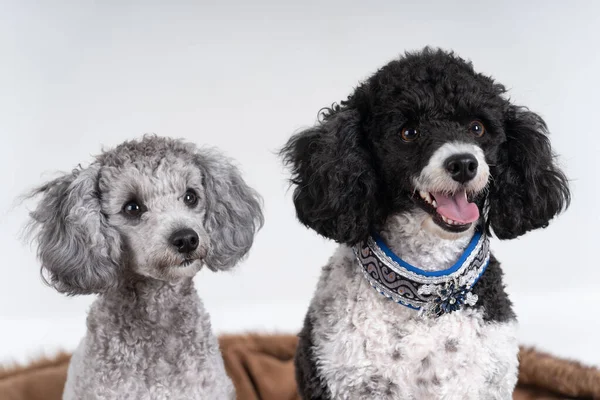 Retrato Dois Reis Poodles — Fotografia de Stock