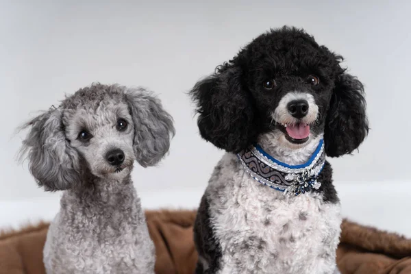 Dois Reis Poodles Sendo Amigos — Fotografia de Stock