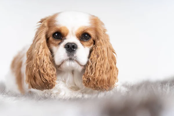 Alman Çoban Köpeği Portresi Kulakları Dikmiş — Stok fotoğraf