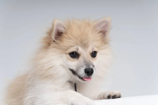 Alman Çoban Köpeği Portresi Kulakları Dikmiş — Stok fotoğraf