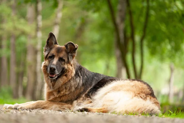 Berger Allemand Portrait Oreilles Vers Haut — Photo