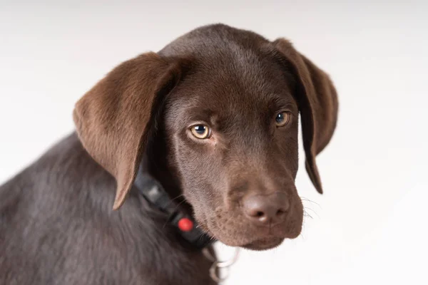Labrador Puppy Looking Timide — Stock Photo, Image