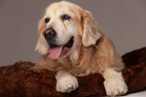 黄金猎犬躺在褐色的枕头上 免版税图库图片