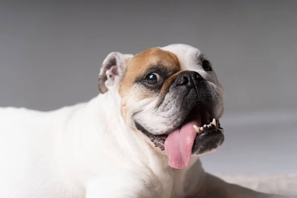 Branco Castanho Claro American Bulldog Olhando Feliz Fotos De Bancos De Imagens