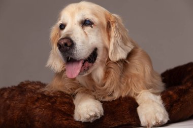 Golden retriever kahverengi yastıkta yatıyor.