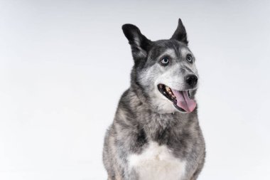 Bir Avustralya çoban köpeği portresi