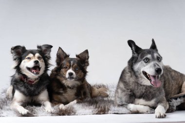 Üç Avusturyalı çoban yan yana.