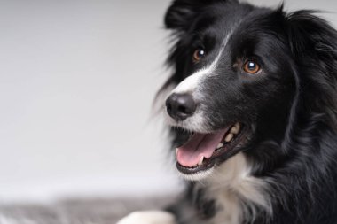 Avusturalya çoban köpeği portresi çarpık görünüm