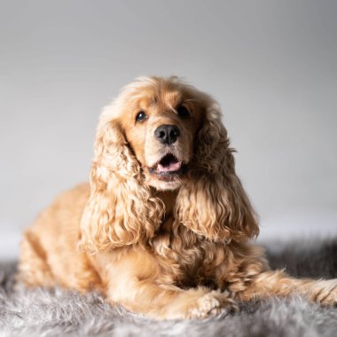 Cocker spaniel ön portresi