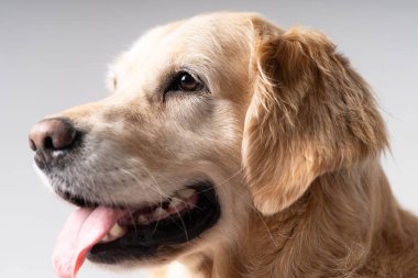 Golden Retriever açık kahverengi portre yan görünümü