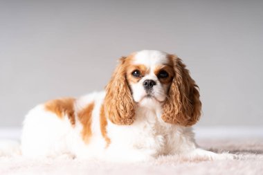 Beyaz ve açık kahverengi Cocker Spaniel yan görünümü