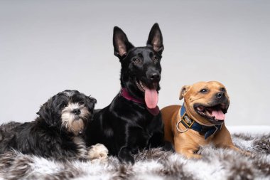Tibet Teriyeri, Staffordshire ve Alman çoban köpeği.