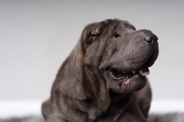 Shar pei halıda yatıyor.