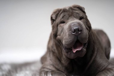 Shar pei halıda yatıyor.