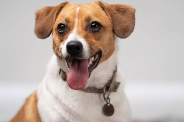 Beyaz ve açık kahverengi Jackrussel