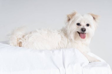 Maltezer kenar görünümü tüm vücut uzanır