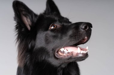 Siyah, eski Alman çoban köpeği portresi yan görünümü