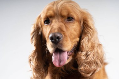 Kahverengi cocker Spaniel portre ön dikkat