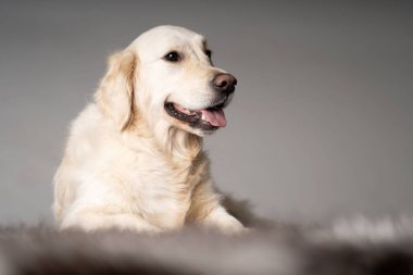 Golden Retriever gri bir halıda yatıyor