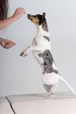 Jack Russel Teriyer arka ayaklarının yanında.