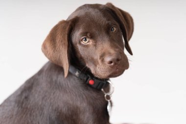 Kahverengi Labrador Retriever köpeği omzunun üstünden bakıyor