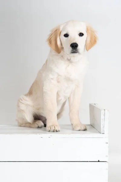 Anak Anjing Golden Retriever Duduk Memperhatikan — Stok Foto