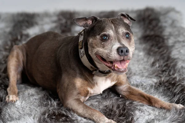 Açık ve koyu kahverengi pitbull yatar ve yukarı bakar