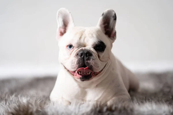 Bulldog Francés Blanco Retrato Frontal Cerca —  Fotos de Stock