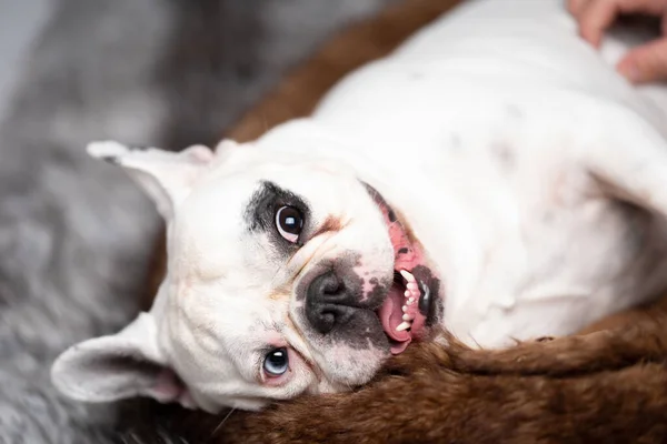 Beyaz Fransız Bulldog Yan Yatmış Komik Görünüyor — Stok fotoğraf