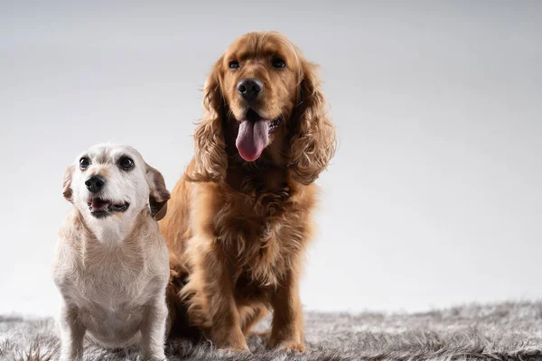 Brown Cocker Spaniel White Teckle Sitting Together — Stock Photo, Image