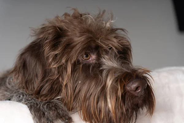 Wireheared Pointing Griffon Close Sideview Portrait — Stok Foto