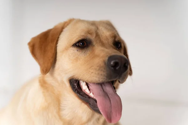 Labrador Retriever Retrato Cachorro — Fotografia de Stock