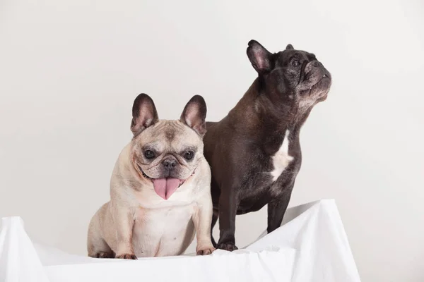 Zwei Französische Bulldoggen Nebeneinander lizenzfreie Stockfotos