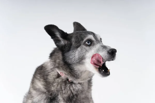 Sideportrait Australian Shepherd His Tongue Out Royalty Free Stock Photos