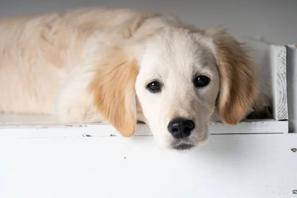 Golden Retriever Lying Looking Camera Stock Picture