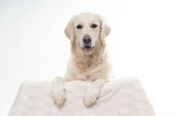 Golden Retriever Hanging White Wool Shoot Frontal Royalty Free Stock Images
