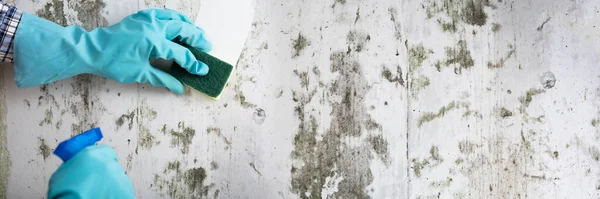 Cleaning Mold On Dirty Wall. Wipe Mould Service